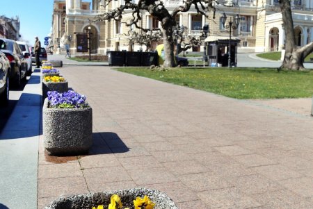 В Одессе цветут сакуры и магнолии: любуйтесь ими на наших фото не выходя из дома (фоторепортаж)