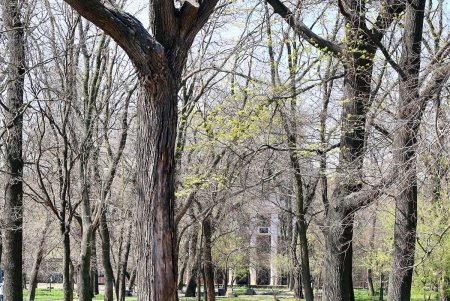 Сказочная поляна с деревянными скульптурами – еще одна изюминка парка Шевченко (фоторепортаж)