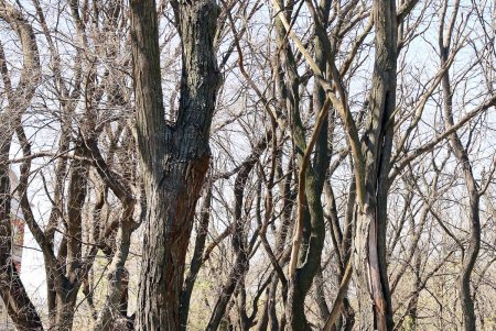 Сказочная поляна с деревянными скульптурами – еще одна изюминка парка Шевченко (фоторепортаж)