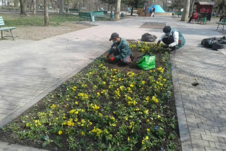Озеленители «Горзелентреста» не прекращают приводить в порядок парки и скверы в условиях карантина