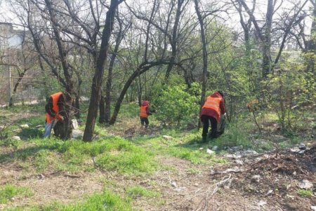 Коммунальщики регулярно проводят подрезку деревьев, ремонт и уборку: крупный мусор горожан просят вывозить на спецплощадки (фото)