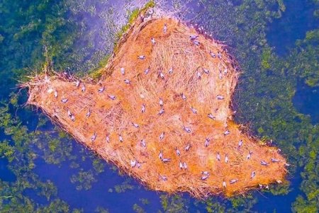 В «Тузловской Амазонии» появился еще один рукотворный экоостров для птиц (фото)