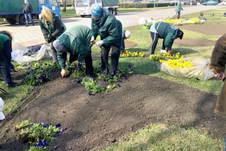 Коммунальщики украсили зеленую зону возле ОГА цветочными композициями (фото)