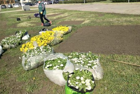 Коммунальщики украсили зеленую зону возле ОГА цветочными композициями (фото)