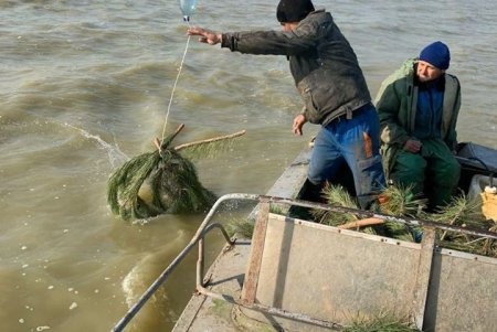 Более 3000 искусственных нерестилищ установили в лиманах и озерах региона (фото)