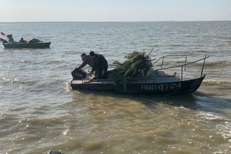 Более 3000 искусственных нерестилищ установили в лиманах и озерах региона (фото)