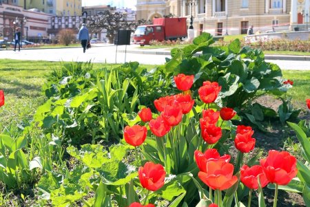 Улицы и зеленые зоны города украсили цветочные орнаменты (фоторепортаж)
