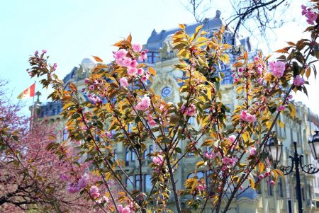 Улицы и зеленые зоны города украсили цветочные орнаменты (фоторепортаж)