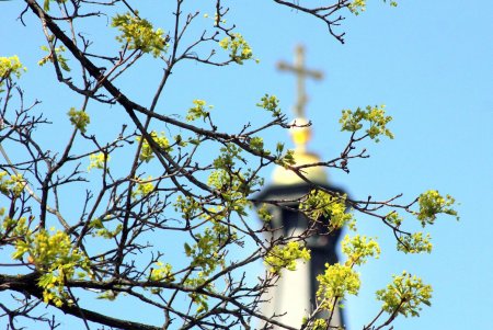 Улицы и зеленые зоны города украсили цветочные орнаменты (фоторепортаж)