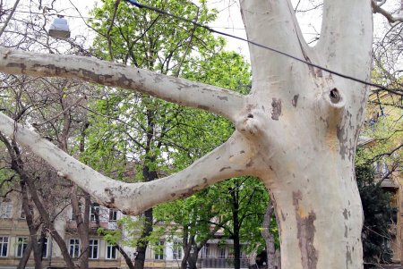 В сквере Пале-Рояль меняют дорожное покрытие (фоторепортаж)