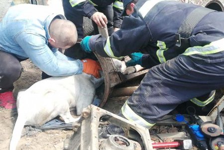 В Белгород-Днестровском районе спасли аргентинского дога, застрявшего в коробке передач грузовика (фото)