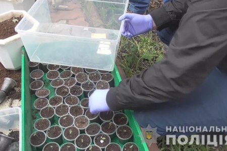 Во дворе своего частного дома в Суворовском районе горожанин выращивал около трех сотен кустов конопли (фото, видео)
