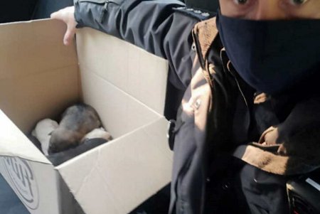 Людская жестокость: девять щенков выбросили в мусорный контейнер в завязанном мешке (фото)