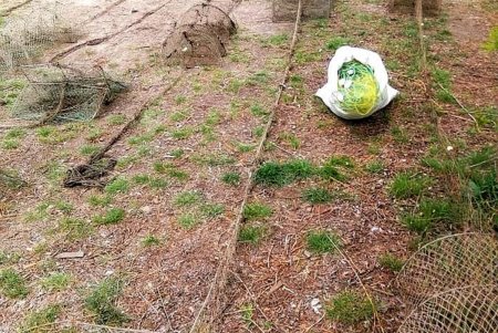 В Днестровском лимане пограничники обнаружили почти километр браконьерских сетей и 60 килограммов ценных биоресурсов (фото)