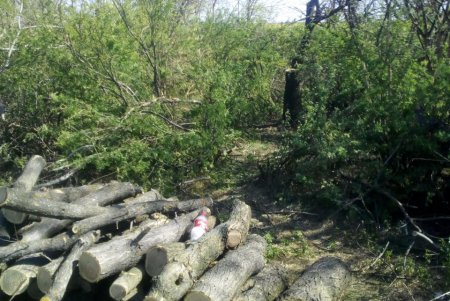 Пятеро нарушителей уничтожали лес в Тарутинском районе (фото)