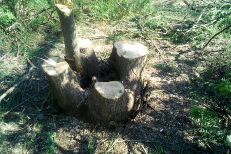 Пятеро нарушителей уничтожали лес в Тарутинском районе (фото)