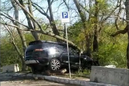 На парковке ресторана женщина за рулем Land Rover перепутала педали и врезалась в дерево (фото)