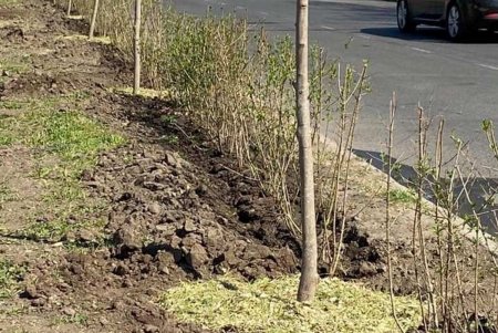 На Большом Фонтане создается первый «зеленый тоннель» (фото)