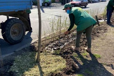 На Большом Фонтане создается первый «зеленый тоннель» (фото)