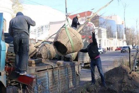 На Большом Фонтане создается первый «зеленый тоннель» (фото)