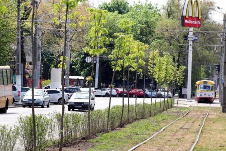 «Зеленый тоннель» создан на Большом Фонтане (фоторепортаж)