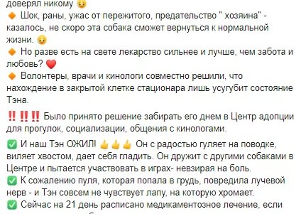 Пес, в которого стреляли полицейские, отлично ладит с людьми и животными, но не чувствует лапу из-за ранения (видео)