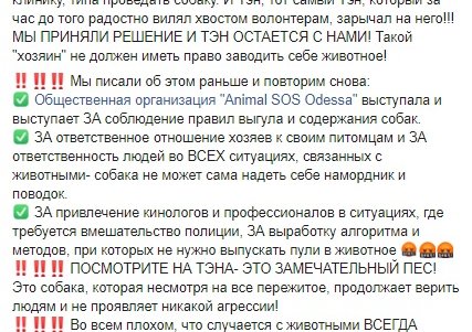 Пес, в которого стреляли полицейские, отлично ладит с людьми и животными, но не чувствует лапу из-за ранения (видео)