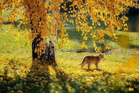 Онлайн-фотовыставка котов из 11 стран мира проходит в Одессе (фото)