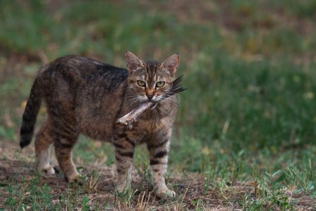 Онлайн-фотовыставка котов из 11 стран мира проходит в Одессе (фото)