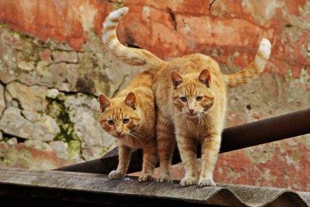 Онлайн-фотовыставка котов из 11 стран мира проходит в Одессе (фото)