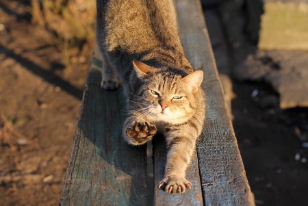 Онлайн-фотовыставка котов из 11 стран мира проходит в Одессе (фото)