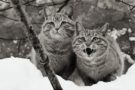 Онлайн-фотовыставка котов из 11 стран мира проходит в Одессе (фото)