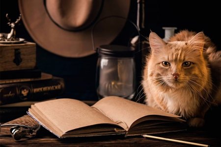 Онлайн-фотовыставка котов из 11 стран мира проходит в Одессе (фото)