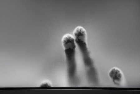 Онлайн-фотовыставка котов из 11 стран мира проходит в Одессе (фото)