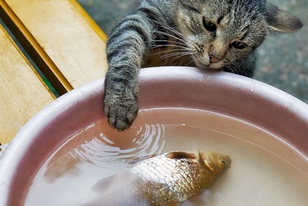 Онлайн-фотовыставка котов из 11 стран мира проходит в Одессе (фото)
