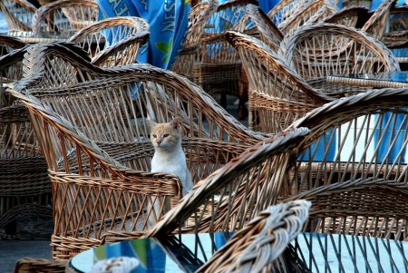 Онлайн-фотовыставка котов из 11 стран мира проходит в Одессе (фото)