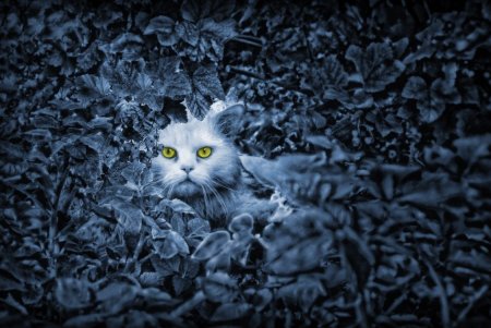 Онлайн-фотовыставка котов из 11 стран мира проходит в Одессе (фото)