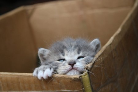 Онлайн-фотовыставка котов из 11 стран мира проходит в Одессе (фото)