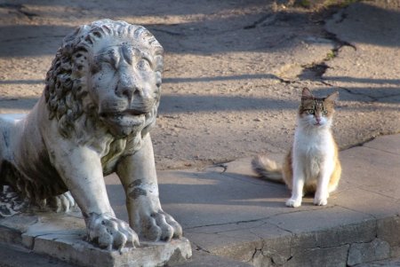 Онлайн-фотовыставка котов из 11 стран мира проходит в Одессе (фото)