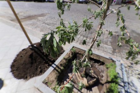 Мэр Одессы с коммунальщиками высадили возле Дома Руссова рябины (фото)
