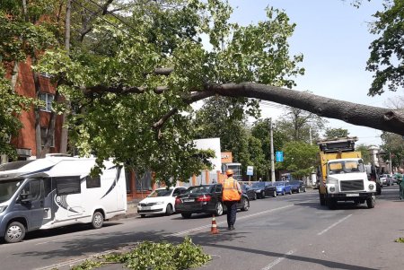 Крупная ветка упала на автомобили на Успенской (фото, видео)
