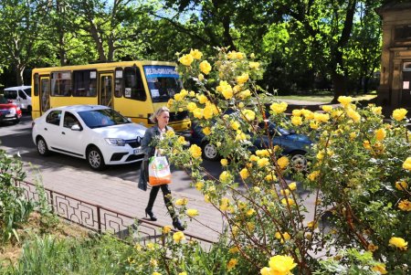 Шалфей, петунии, бархатцы – летние композиции цветов на одесских клумбах (фоторепортаж)