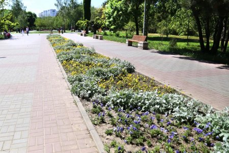 Шалфей, петунии, бархатцы – летние композиции цветов на одесских клумбах (фоторепортаж)