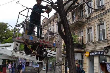 В центре города обрезали аварийные деревья (фото)