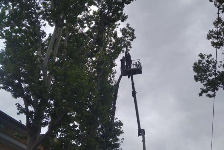 В центре города обрезали аварийные деревья (фото)