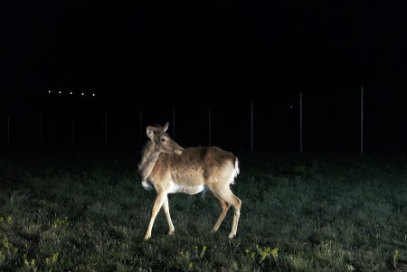 В Тарутинскую степь переселили куланов и ланей для увеличения разнообразия животного мира, развития экотуризма (фото, видео)