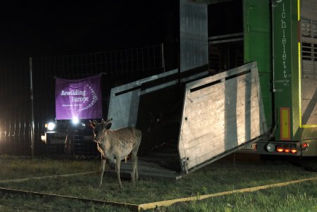 В Тарутинскую степь переселили куланов и ланей для увеличения разнообразия животного мира, развития экотуризма (фото, видео)