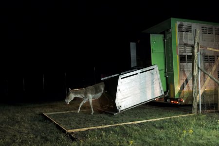 В Тарутинскую степь переселили куланов и ланей для увеличения разнообразия животного мира, развития экотуризма (фото, видео)