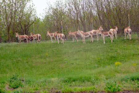 В Тарутинскую степь переселили куланов и ланей для увеличения разнообразия животного мира, развития экотуризма (фото, видео)