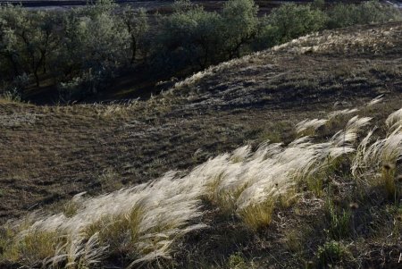 Рвать запрещено: в степях возле Тилигульского лимана сохранилась редкая краснокнижная трава (фото)